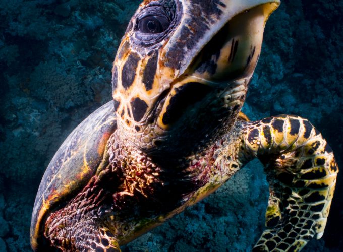 Wallpaper Turtle, Bloody Bay Wall, Little Cayman, Caribbean, , diving, tourism, sea, ocean, water, underwater, gopro, bottom, blue, Travel 830938694